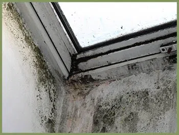 Delray Beach Restoration Company Delray Beach, FL 561-325-7358 - serv-mold-wgr-24