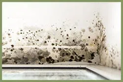 Delray Beach Restoration Company Delray Beach, FL 561-325-7358 - sid-mold-serv-wgr-24